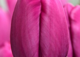 Tulipa Roeska ® (3)